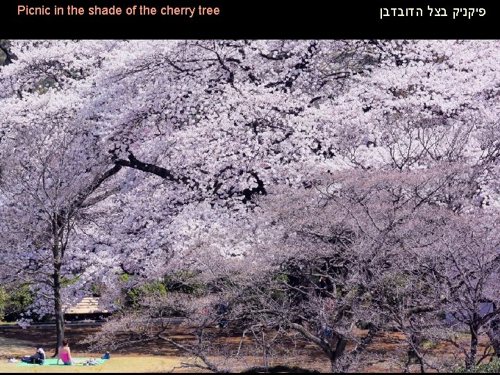 Picnic in the shade of the cherry tree פיקניק בצל הדובדבן 