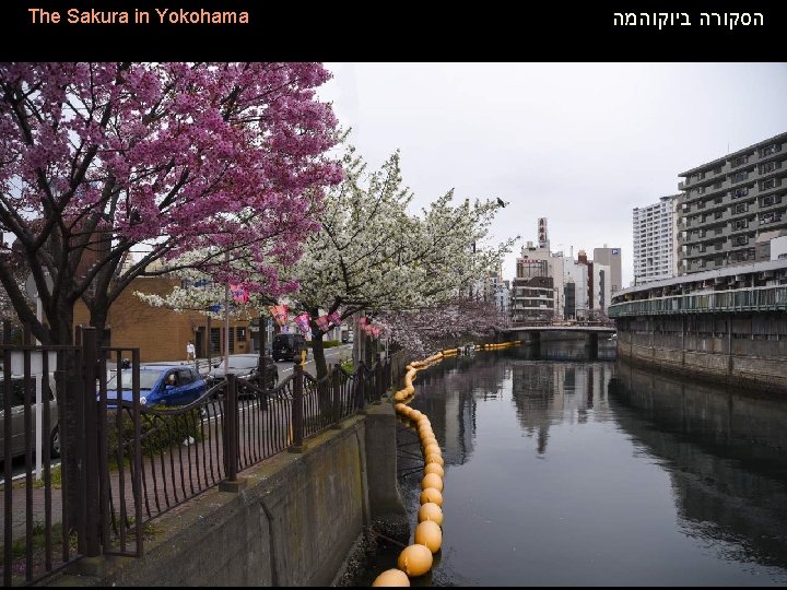 The Sakura in Yokohama הסקורה ביוקוהמה 