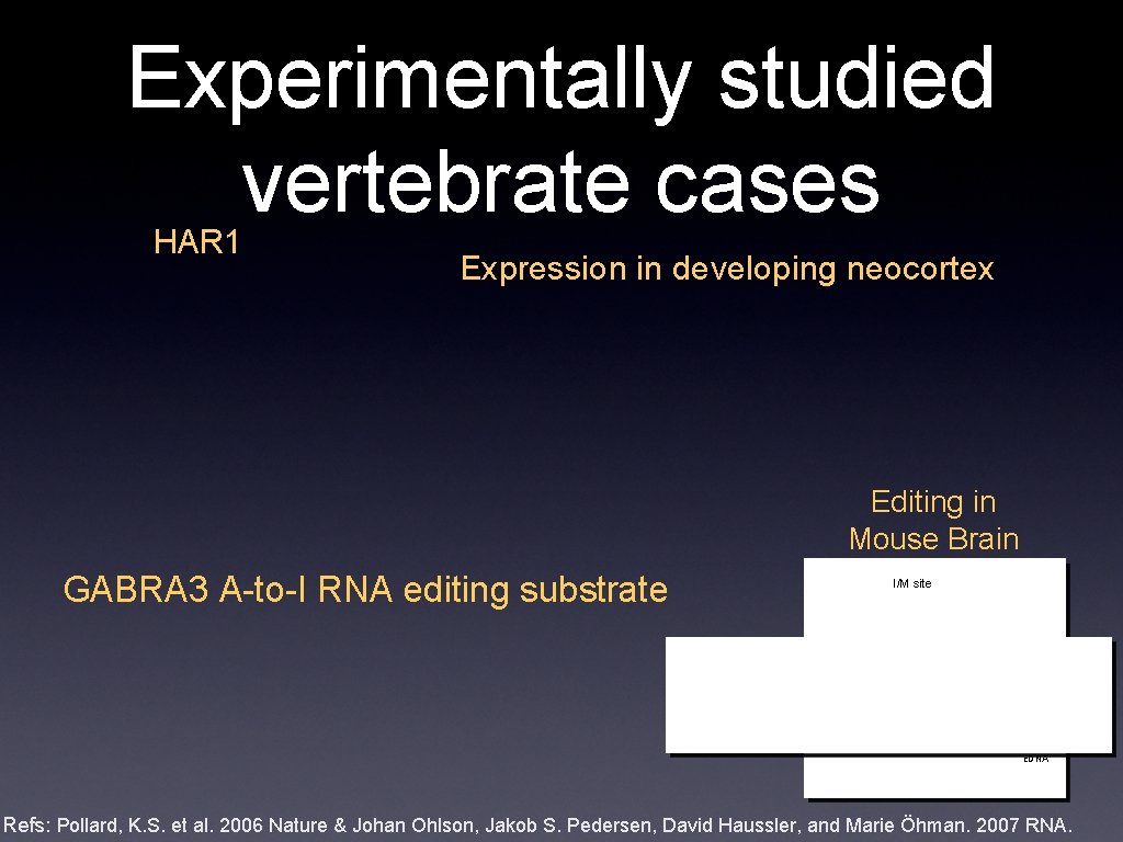 Experimentally studied vertebrate cases HAR 1 Expression in developing neocortex Editing in Mouse Brain