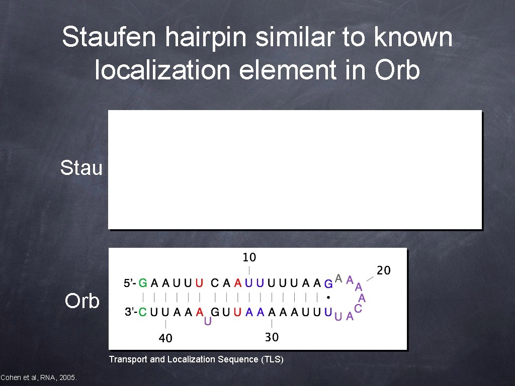 Staufen hairpin similar to known localization element in Orb Stau Orb Transport and Localization