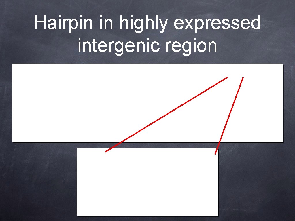 Hairpin in highly expressed intergenic region 