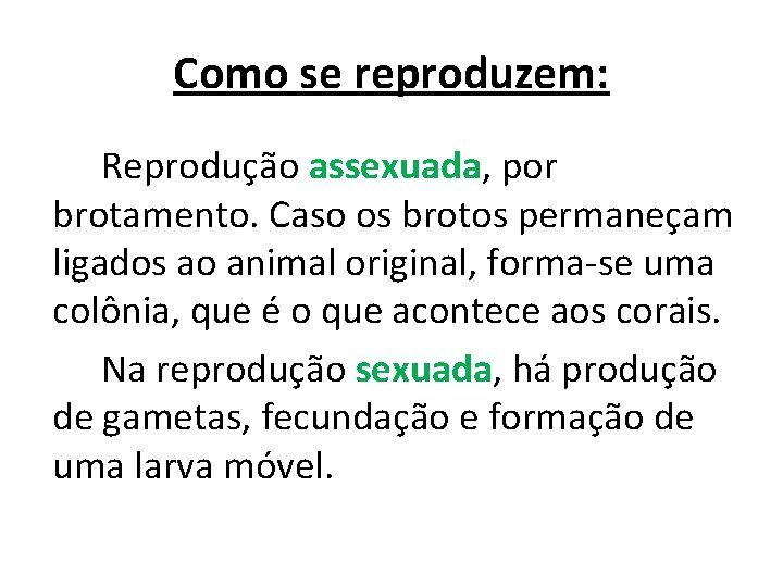 Como se reproduzem: Reprodução assexuada, por brotamento. Caso os brotos permaneçam ligados ao animal