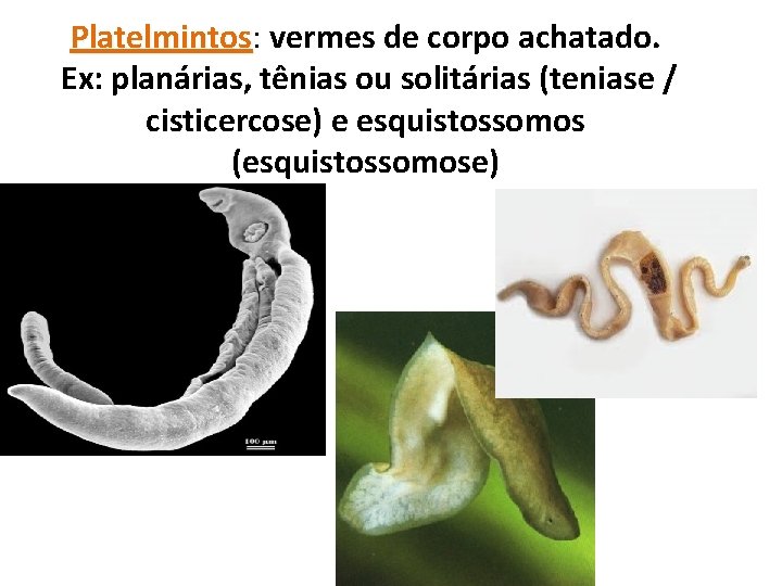 Platelmintos: Platelmintos vermes de corpo achatado. Ex: planárias, tênias ou solitárias (teniase / cisticercose)