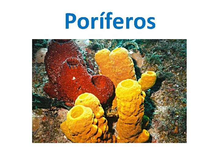 Poríferos 