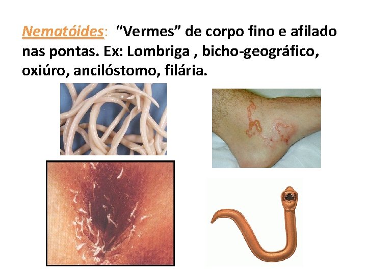 Nematóides: Nematóides “Vermes” de corpo fino e afilado nas pontas. Ex: Lombriga , bicho-geográfico,