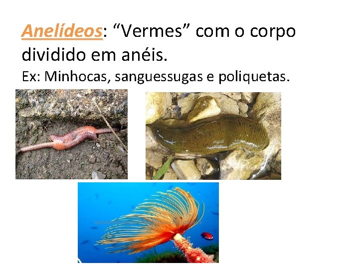 Anelídeos: Anelídeos “Vermes” com o corpo dividido em anéis. Ex: Minhocas, sanguessugas e poliquetas.