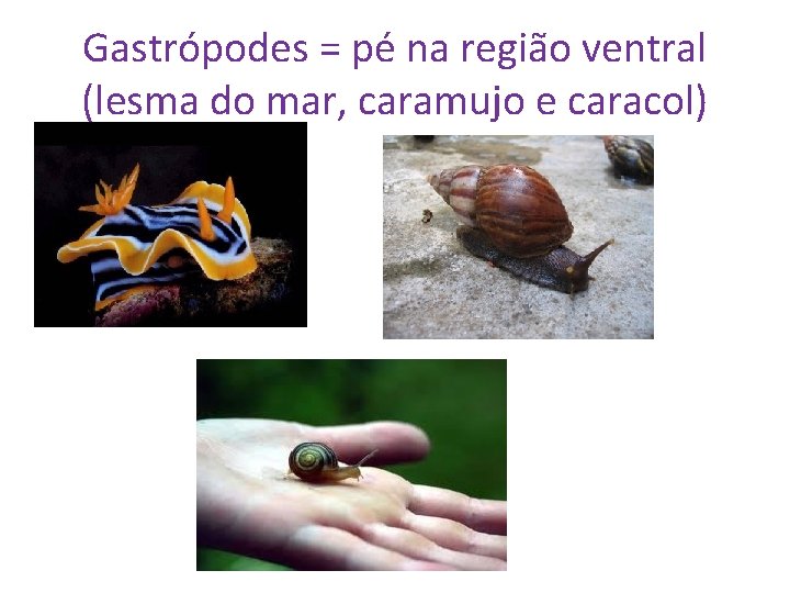 Gastrópodes = pé na região ventral (lesma do mar, caramujo e caracol) 