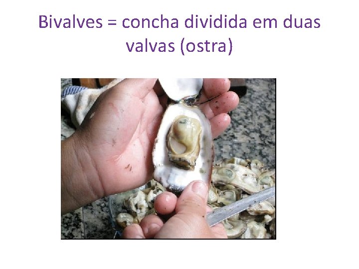 Bivalves = concha dividida em duas valvas (ostra) 