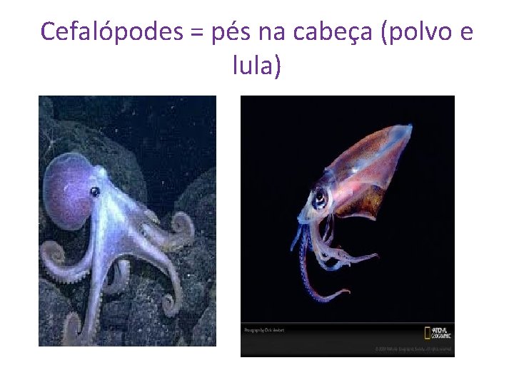 Cefalópodes = pés na cabeça (polvo e lula) 