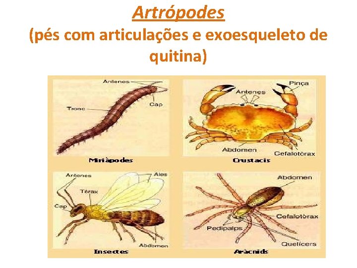 Artrópodes (pés com articulações e exoesqueleto de quitina) 