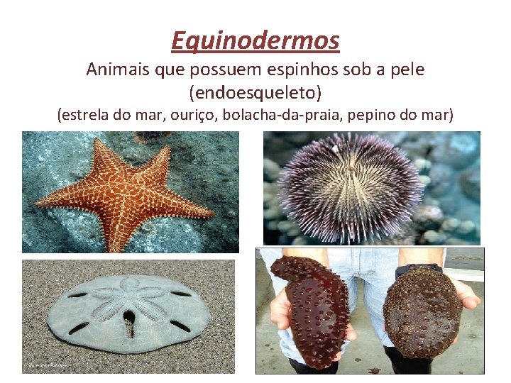 Equinodermos Animais que possuem espinhos sob a pele (endoesqueleto) (estrela do mar, ouriço, bolacha-da-praia,