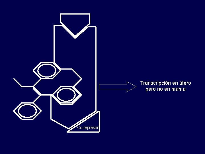 Transcripción en útero pero no en mama Co-represor 