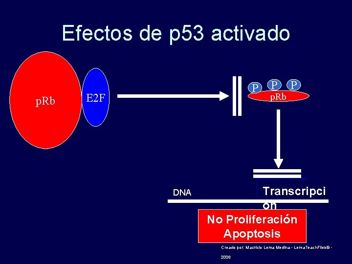 Efectos de p 53 activado p. Rb P E 2 F DNA P p.