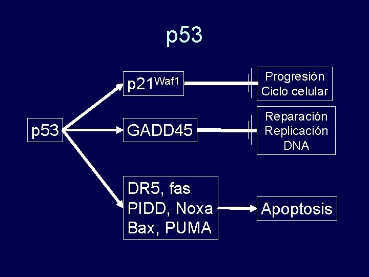 p 53 p 21 Waf 1 Progresión Ciclo celular GADD 45 Reparación Replicación DNA