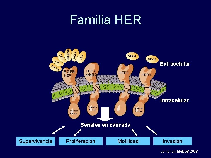 Familia HER Extracelular EGFR erb. B 2 Intracelular Señales en cascada Supervivencia Proliferación Motilidad