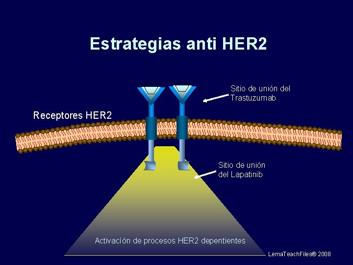 Estrategias anti HER 2 Sitio de unión del Trastuzumab Receptores HER 2 Sitio de