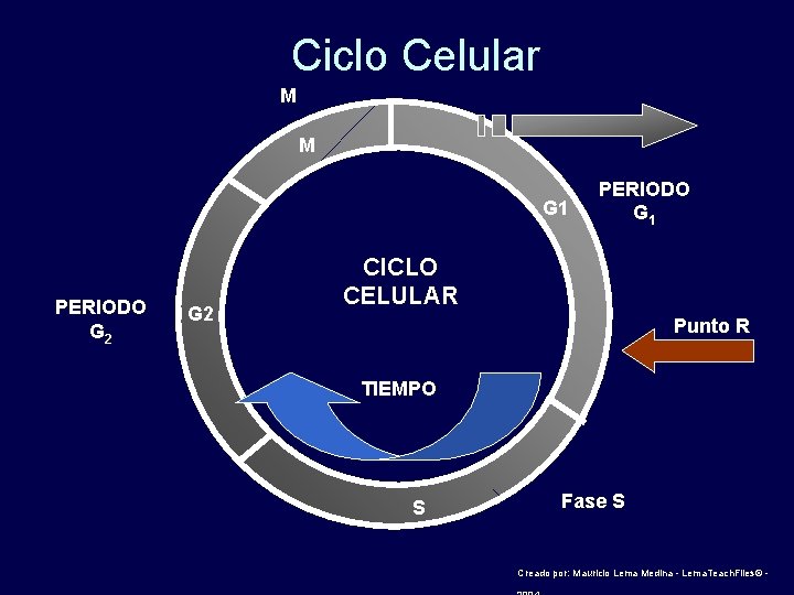 Ciclo Celular M M G 1 PERIODO G 2 PERIODO G 1 CICLO CELULAR