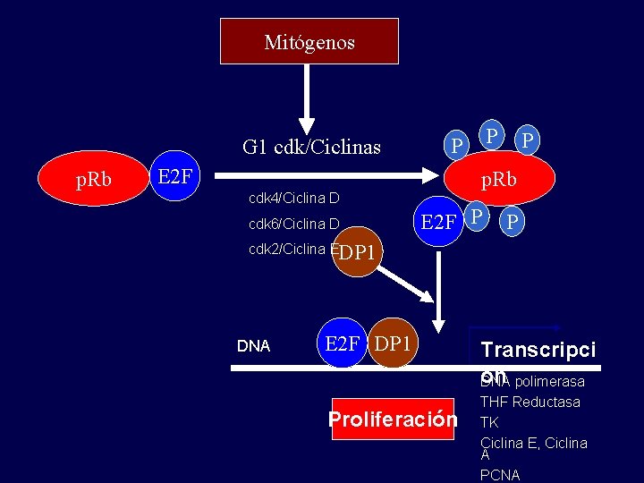 Mitógenos G 1 cdk/Ciclinas p. Rb E 2 F cdk 4/Ciclina D cdk 6/Ciclina