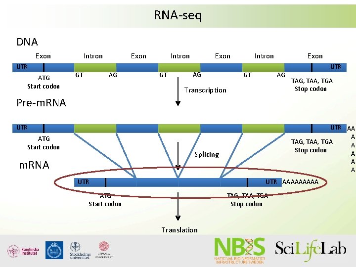 RNA-seq DNA Exon UTR ATG Start codon Intron GT Exon AG Transcription UTR TAG, RNA-seq DNA Exon UTR ATG Start codon Intron GT Exon AG Transcription UTR TAG,