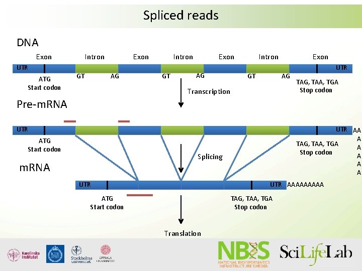 Spliced reads DNA Exon UTR ATG Start codon Intron GT Exon AG Transcription UTR Spliced reads DNA Exon UTR ATG Start codon Intron GT Exon AG Transcription UTR
