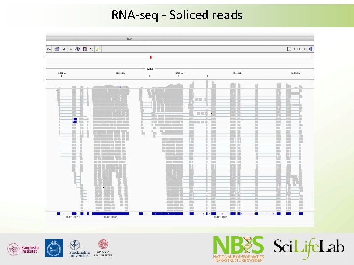 RNA-seq - Spliced reads RNA-seq - Spliced reads