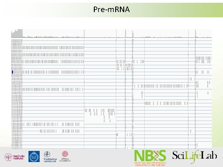 Pre-m. RNA Pre-m. RNA