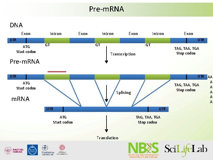 Pre-m. RNA DNA Exon UTR ATG Start codon Intron GT Exon Intron Exon GT Pre-m. RNA DNA Exon UTR ATG Start codon Intron GT Exon Intron Exon GT