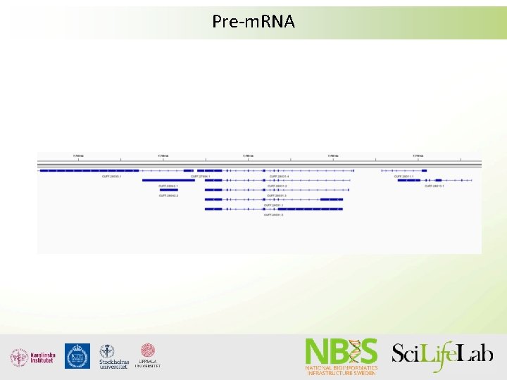 Pre-m. RNA Pre-m. RNA
