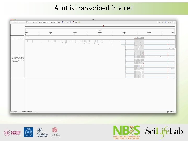 A lot is transcribed in a cell A lot is transcribed in a cell