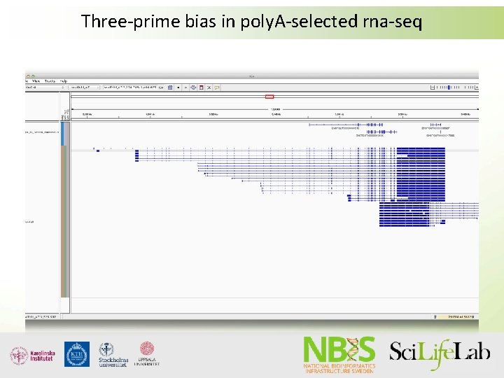Three-prime bias in poly. A-selected rna-seq Three-prime bias in poly. A-selected rna-seq