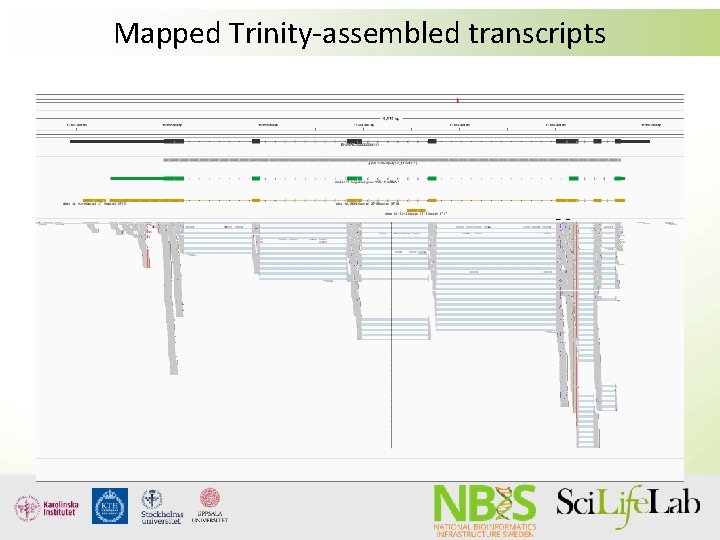 Mapped Trinity-assembled transcripts Mapped Trinity-assembled transcripts
