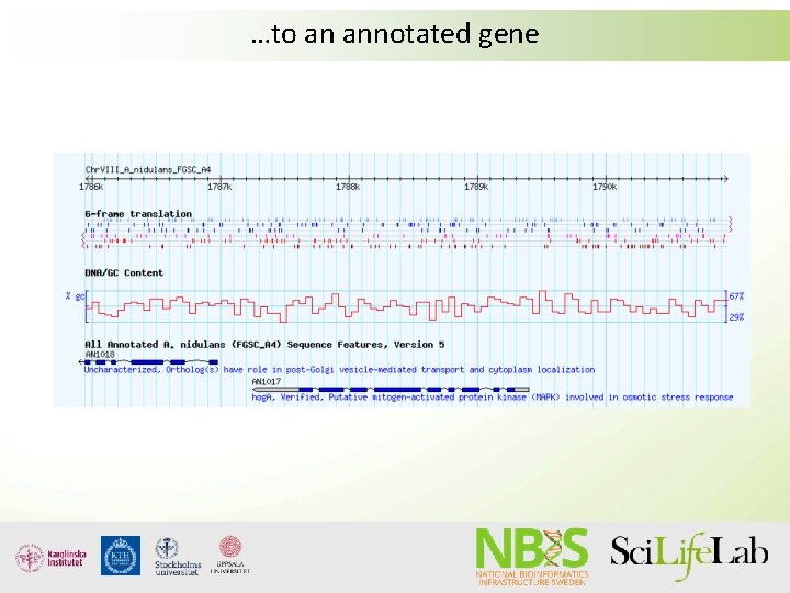 …to an annotated gene …to an annotated gene