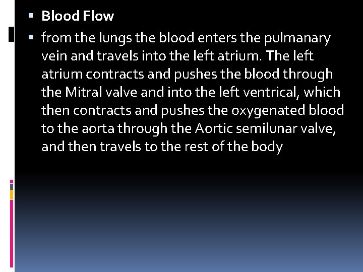  Blood Flow from the lungs the blood enters the pulmanary vein and travels