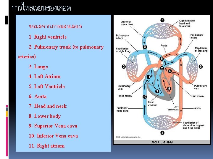 การไหลเวยนของเลอด ขอมลจากภาพเสนเลอด 1. Right ventricle 2. Pulmonary trunk (to pulmonary arteries) 3. Lungs 4.