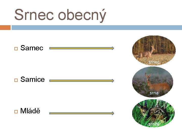 Srnec obecný Samec srnec Samice srna Mládě srnče 