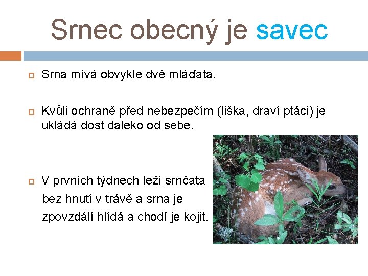 Srnec obecný je savec Srna mívá obvykle dvě mláďata. Kvůli ochraně před nebezpečím (liška,