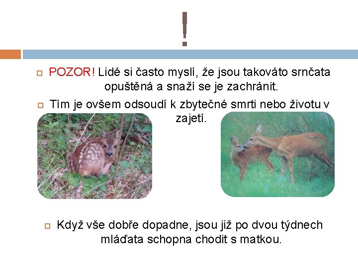 ! POZOR! Lidé si často myslí, že jsou takováto srnčata opuštěná a snaží se