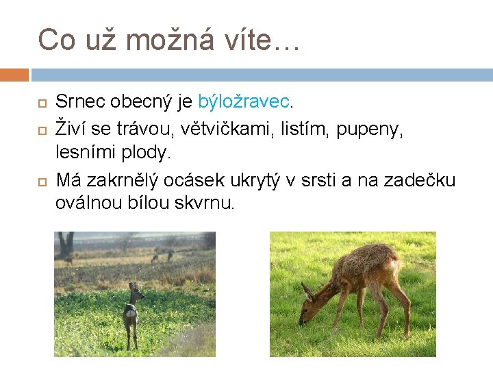 Co už možná víte… Srnec obecný je býložravec. Živí se trávou, větvičkami, listím, pupeny,