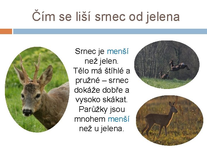 Čím se liší srnec od jelena Srnec je menší než jelen. Tělo má štíhlé