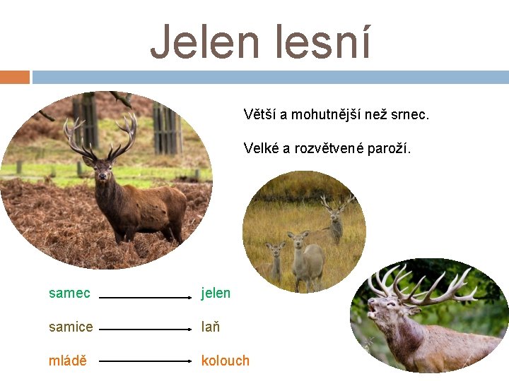 Jelen lesní Větší a mohutnější než srnec. Velké a rozvětvené paroží. samec jelen samice