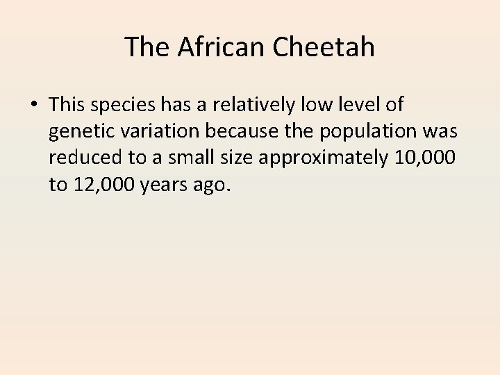 The African Cheetah • This species has a relatively low level of genetic variation