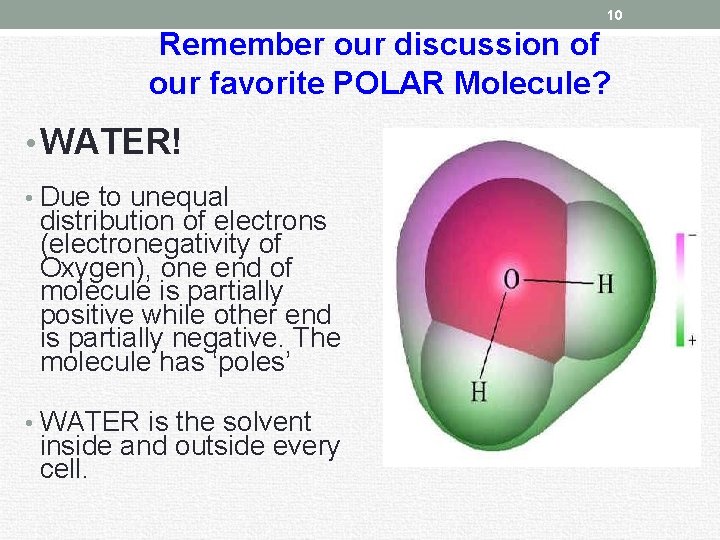 10 Remember our discussion of our favorite POLAR Molecule? • WATER! • Due to