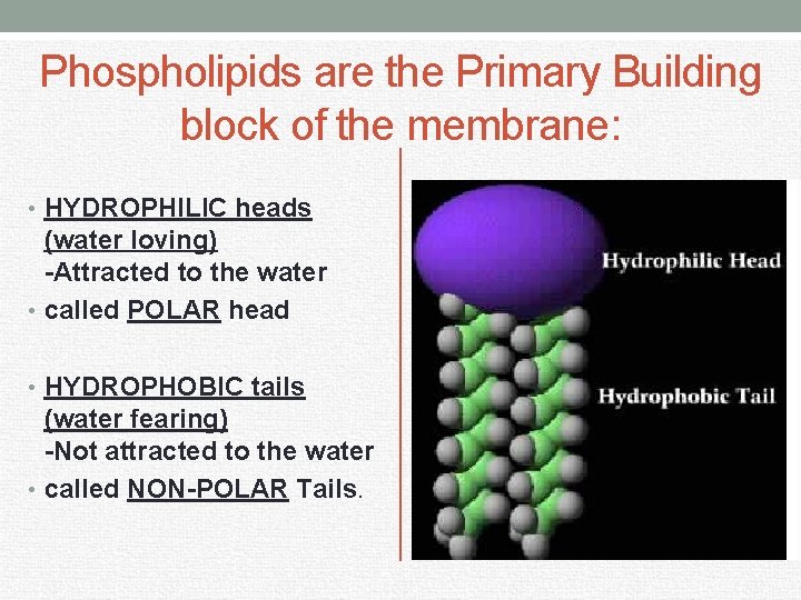 Phospholipids are the Primary Building block of the membrane: • HYDROPHILIC heads (water loving)