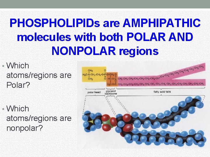 PHOSPHOLIPIDs are AMPHIPATHIC molecules with both POLAR AND NONPOLAR regions • Which atoms/regions are