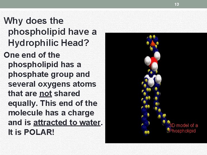 13 Why does the phospholipid have a Hydrophilic Head? One end of the phospholipid