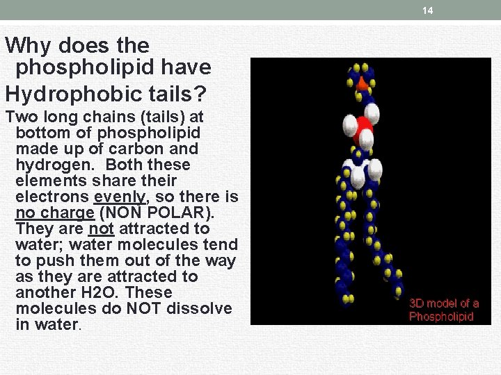 14 Why does the phospholipid have Hydrophobic tails? Two long chains (tails) at bottom