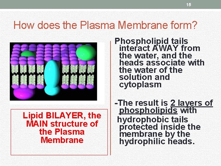15 How does the Plasma Membrane form? Phospholipid tails interact AWAY from the water,