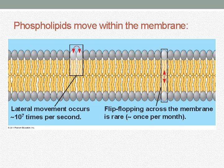 Phospholipids move within the membrane: Lateral movement occurs 107 times per second. Flip-flopping across