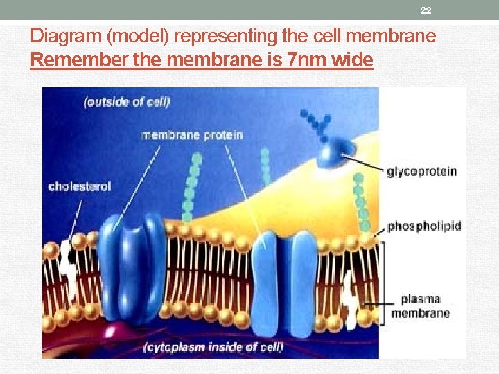 22 Diagram (model) representing the cell membrane Remember the membrane is 7 nm wide