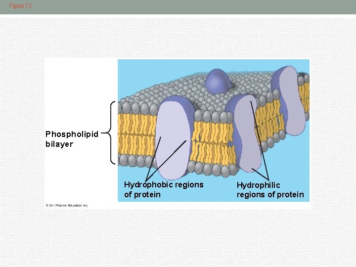 Figure 7. 3 Phospholipid bilayer Hydrophobic regions of protein Hydrophilic regions of protein 